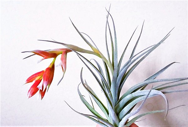 Bromélia Tillandsia Pohliana - Mudas