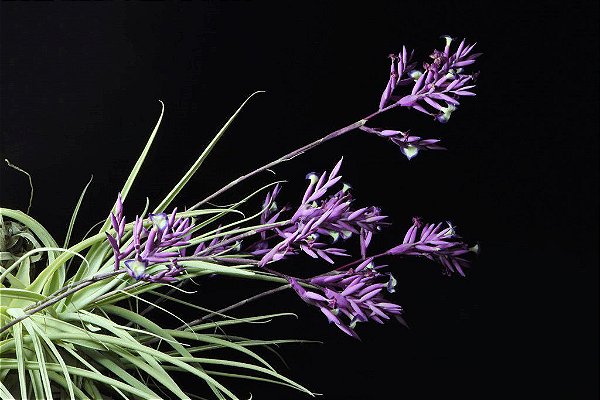 Bromélia Tillandsia Straminea Mudas