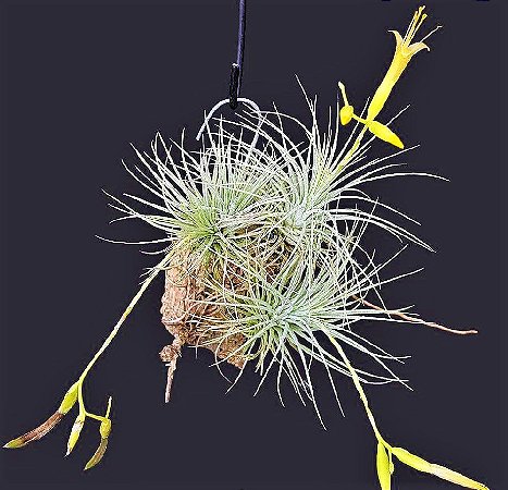 Bromélia Tillandsia Argentea - Air Plant