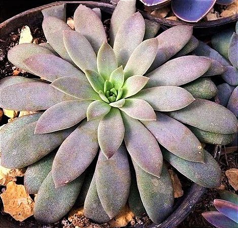 Echeveria Carnicolor - Suculenta