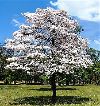 Ipê Branco Muda - Lote 29/20