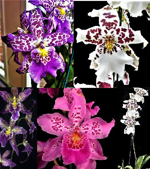 Kit 3 Tipos de Orquídeas Hibridas Beallara - Mudas