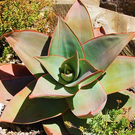 Aloe Striata Coral - Muda