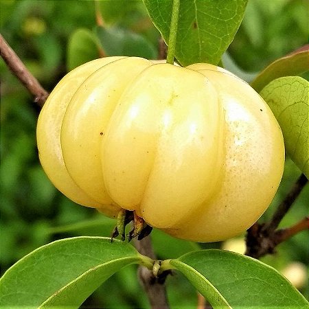 Pitanga Cor Nude - Deliciosa Fruta
