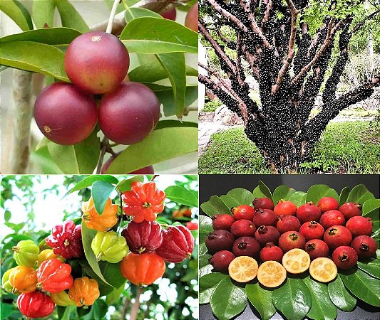 Kit 4 Frutíferas Nativas -  Araçá Vermelho - Camu Camu - Pitanga - Jabuticaba Híbrida