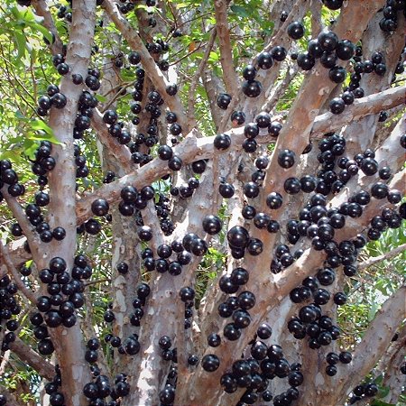 Jabuticaba Sabará  - A Mais Doce Jabuticaba - Muda - Lote 117/19