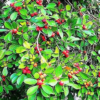 Araçá Vermelho Anão Mudas - Produz em Vasos - Lote 83/19