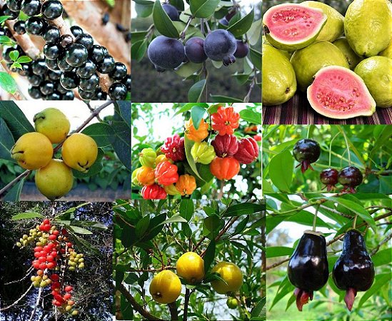 Kit c/ 10 Tipos de Mudas Frutíferas - Grumixama - Goiaba - Tucaneira - Inga - Guabiju -Jabuticaba - Uvaia - Araçá - Pitanga e Cereja