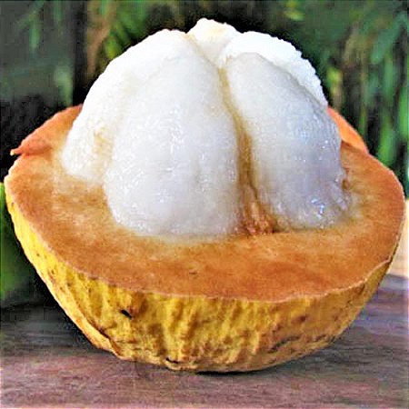 Santol