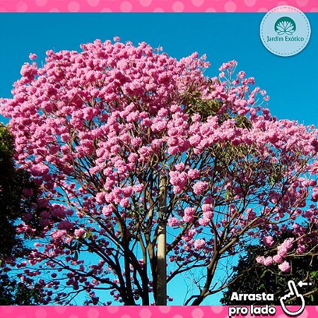 Ipê Rosa - Jardim Exótico - O maior portal de plantas e produtos naturais do Brasil. Ipê Rosa - Jardim Exótico - O maior portal de plantas e produtos naturais do Brasil.