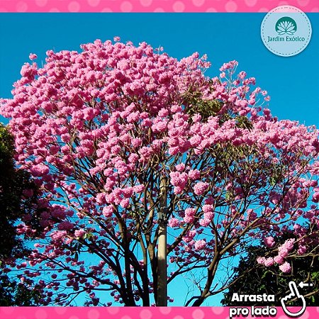 Ipê Rosa - Jardim Exótico - O maior portal de plantas e produtos naturais do  Brasil.