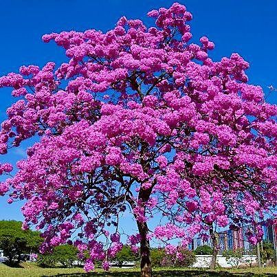 Tronco De Árvore Na Floresta Em Um Dia De Verão. Bushes E Flores