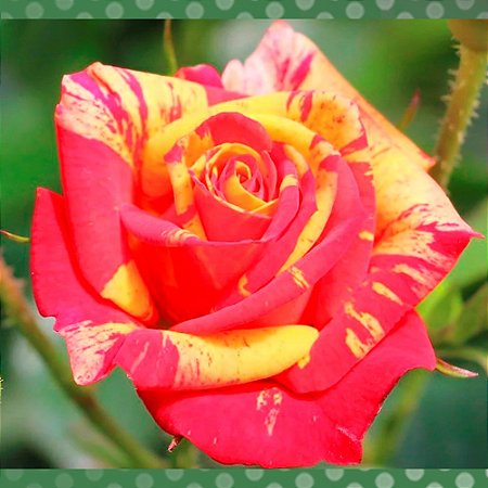 Rosa Trepadeira Caribbea Flores Grandes