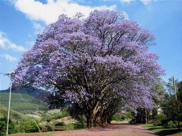 Jacarand Mudas Partir De Jardim Ex Tico Mudas E Plantas