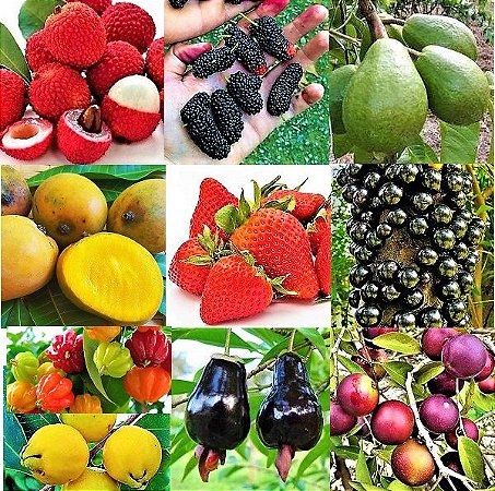 Kit 10 Frutíferas - Lichia - Goiaba Gigante - Amora Gigante - Jabuticaba - Cabeludinha - Morango - Araçá - Pitanga - Acerola - Cereja