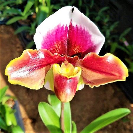 Orquídea Sapatinho Híbrido Paphiopedilum Willow Crest x Dicky Dolly -  Jardim Exótico - O maior portal de plantas e produtos naturais do Brasil.