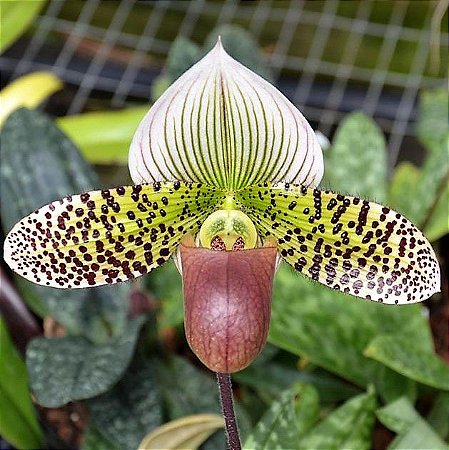 Resultado de imagem para orquidea imagem