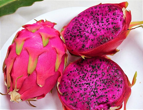 Pitaya Costa Rica de Polpa Roxa - Jardim Exótico - O maior portal de  plantas e produtos naturais do Brasil.