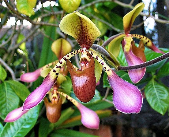 Orquídea Sapatinho Paphiopedilum Lowii - Espécie pura de Hastes MultiFlorais