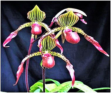 Orquídea Sapatinho Híbrida Paphiopedillum HS Wine x HS Red Apple - Raridade e Exótica