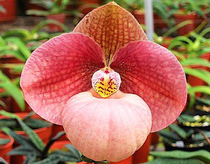 Orquidea Sapatinho Hibrida Paphiopedilum Micranthum x Hangianum Red - Flor Enorme