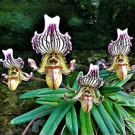 Orquídea Sapatinho Fairrieanum - Espécie Pura - Linda e Muito Exótica