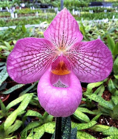 Orquidea Sapatinho Hibrida Paphiopedilum Delenatii x Micranthum - Labelo  Enorme - Jardim Exótico - O maior portal de plantas e produtos naturais do  Brasil.