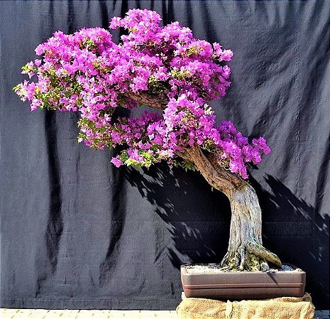 Bonsai de Primavera Bicolor - Jardim Exótico - O maior portal de plantas e  produtos naturais do Brasil.