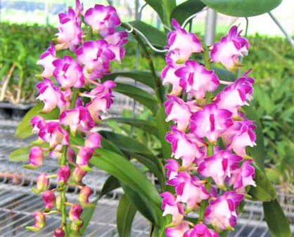 Orquídea Vanda Aerides Lawrenceae - Rara - Adulta