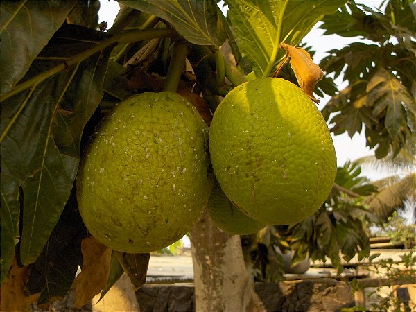 Fruta Pão