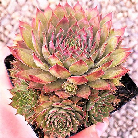 Sempervivum Red Beauty - Muda de Suculenta