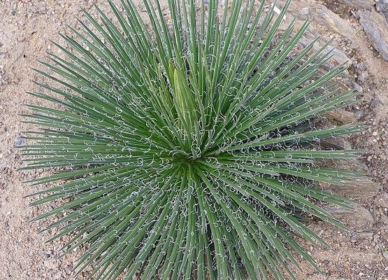 Agave Palito