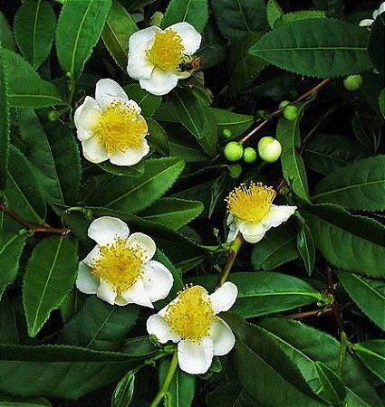 Chá Verde - Jardim Exótico - O maior portal de mudas do Brasil.