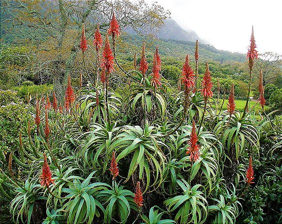 Babosa de Flor Vermelha