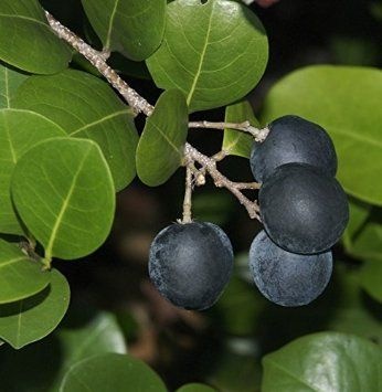 Ajurú Preto ou Icaco