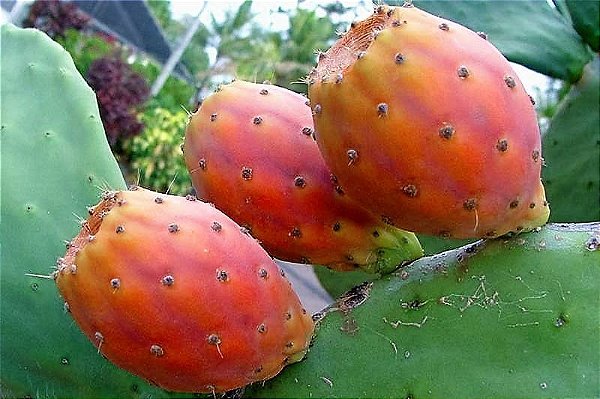 Pitaya da India ou  Figo-da-Índia