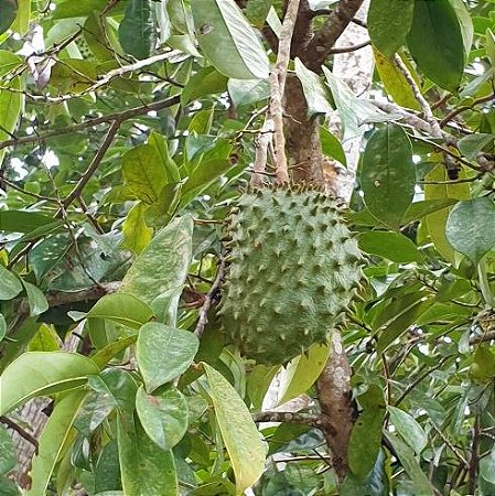 Graviola Annona muricata Muda - Lote 20/21