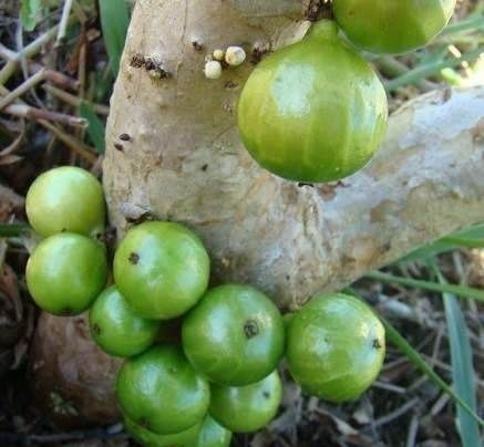 Jabuticaba Branca - Muito rara