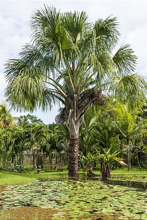 Buriti - Grande Palmeira c/ Lindas Folhas e de Excelentes Frutos