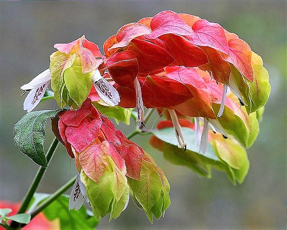 Camarão Vermelho ou Flor Camarão ou Planta Camarao