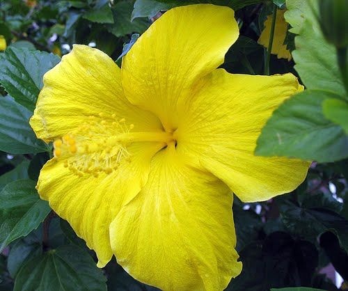 Hibisco Amarelo Canário - Jardim Exótico - O maior portal de plantas e  produtos naturais do Brasil.