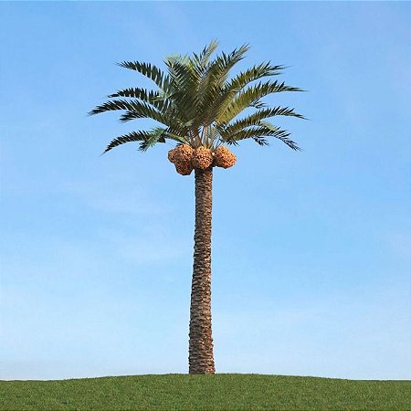 Tamareira Medjool de Frutos Graúdos - A Palmeira que produz as Tâmaras