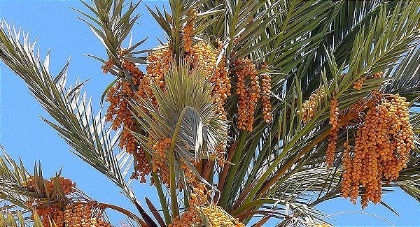 Tamareira Medjool de Frutos Graúdos - A Palmeira que produz as Tâmaras