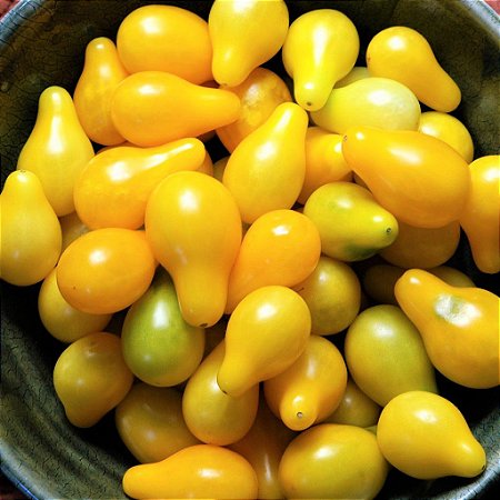 Tomate Lumen - Raridade - kit c/ 6 Sementes