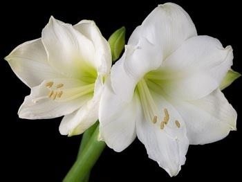 Amaryllis Intokazie - Jardim Exótico - O maior portal de plantas e produtos  naturais do Brasil.