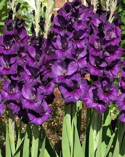 Gladíolo Purple Flora - c/ 3 Bulbos