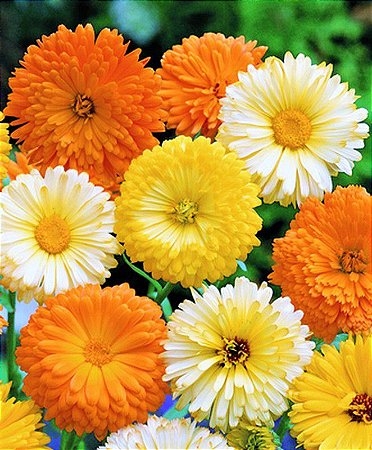 Calendula Bonina Flor Dobrada Cor sortida - Sementes- Envelope c/ 300mg -  Lote 146873 - Jardim Exótico - O maior portal de plantas e produtos  naturais do Brasil.