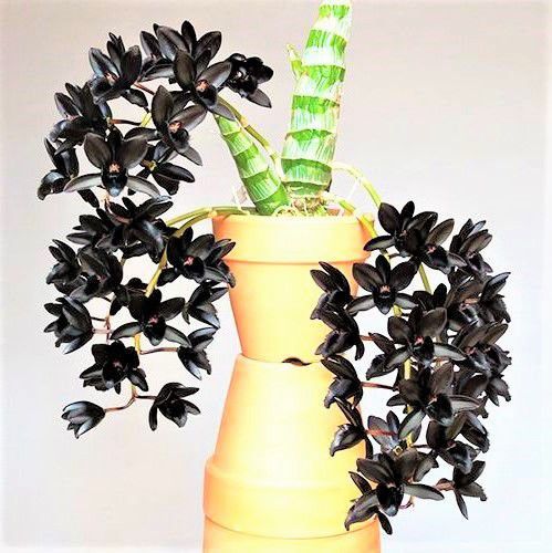 Orquídea Negra Fredclarkeara After Dark "SVO Black Pearl" FCC/AOS - Mudas - Cor Natural