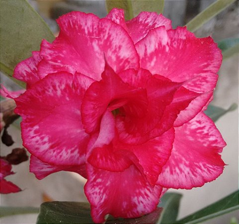 Rosa do Deserto tons de vermelho e branco mesclada flor tripla Enxertada