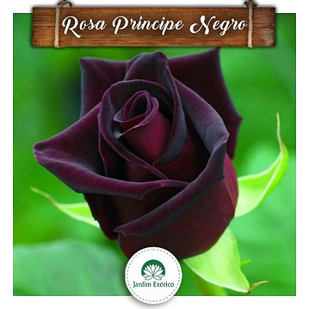Rosa Príncipe Negro - Enxertada